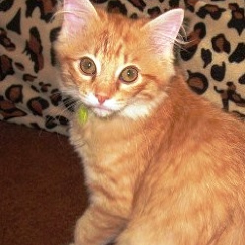 Peaches Saving Tails Animal Rescue