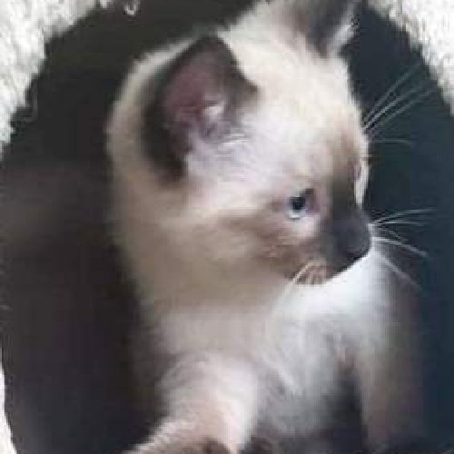 Taj - Saving Tails Animal Rescue