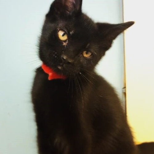 Taffy Saving Tails Animal Rescue