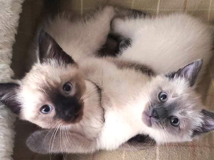 Taj - Saving Tails Animal Rescue