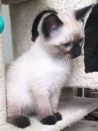 Taj - Saving Tails Animal Rescue